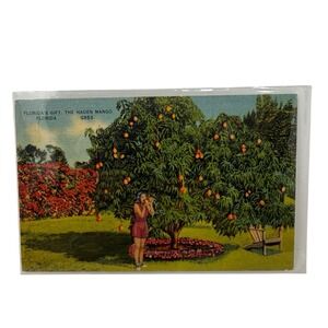 Vintage‎ Linen Postcard The Haden Mango Florida Trees Colourpicture Publication
